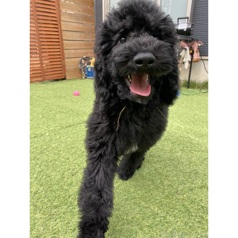 販売中の茨城県のスタンダードプードル-423919の1枚目