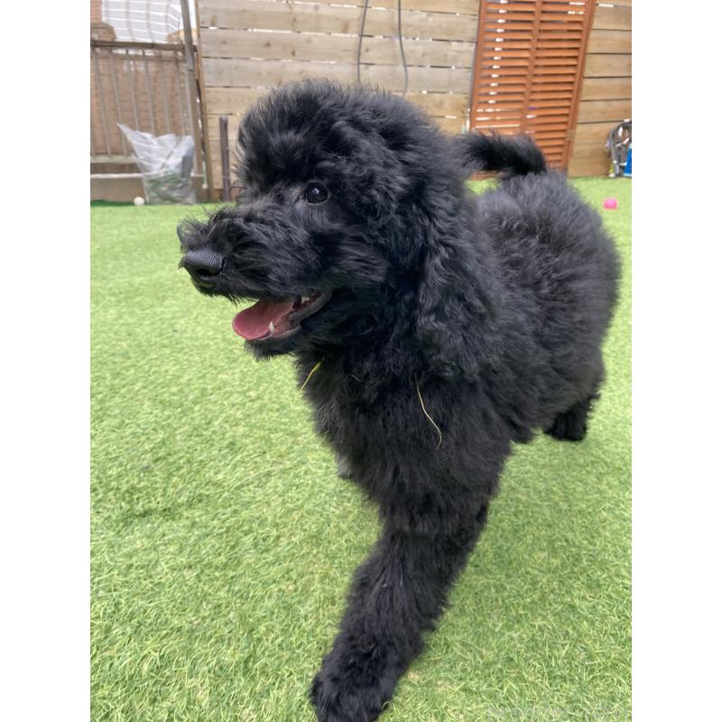 販売中の茨城県のスタンダードプードル-423919の5枚目