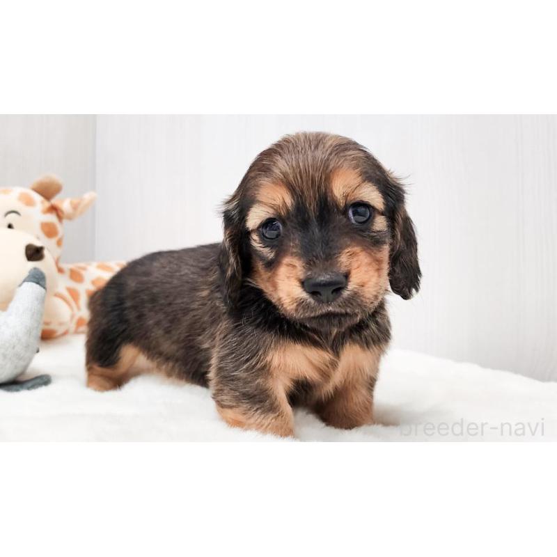 販売中の大阪府のミニチュアダックスフンド(ロングヘアード)-423918の5枚目