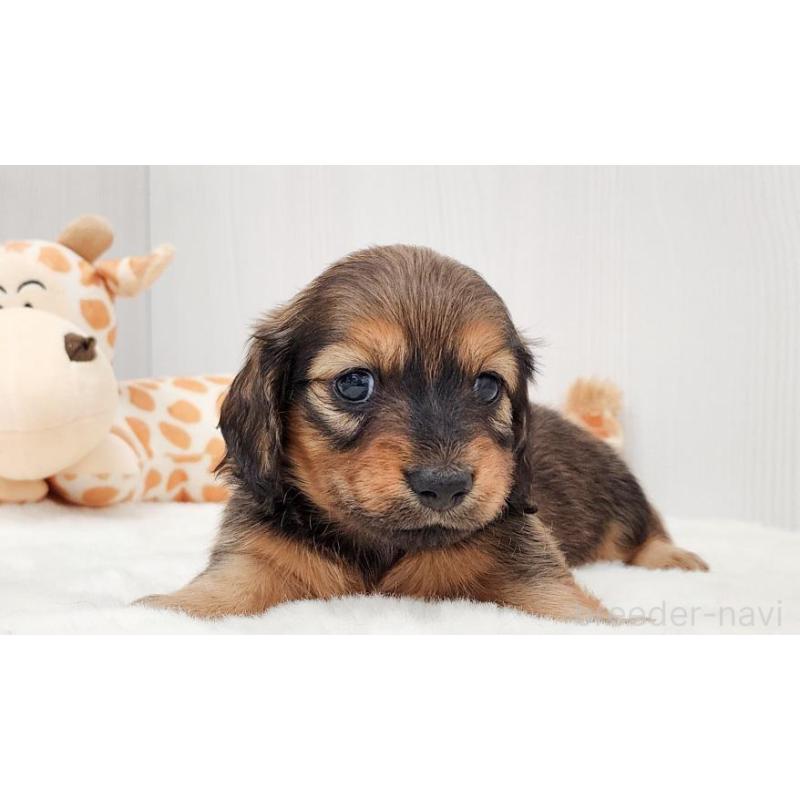 販売中の大阪府のミニチュアダックスフンド(ロングヘアード)-423918の4枚目