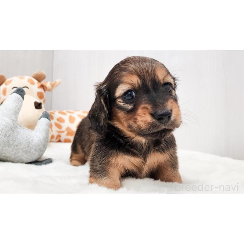 販売中の大阪府のミニチュアダックスフンド(ロングヘアード)-423918の3枚目