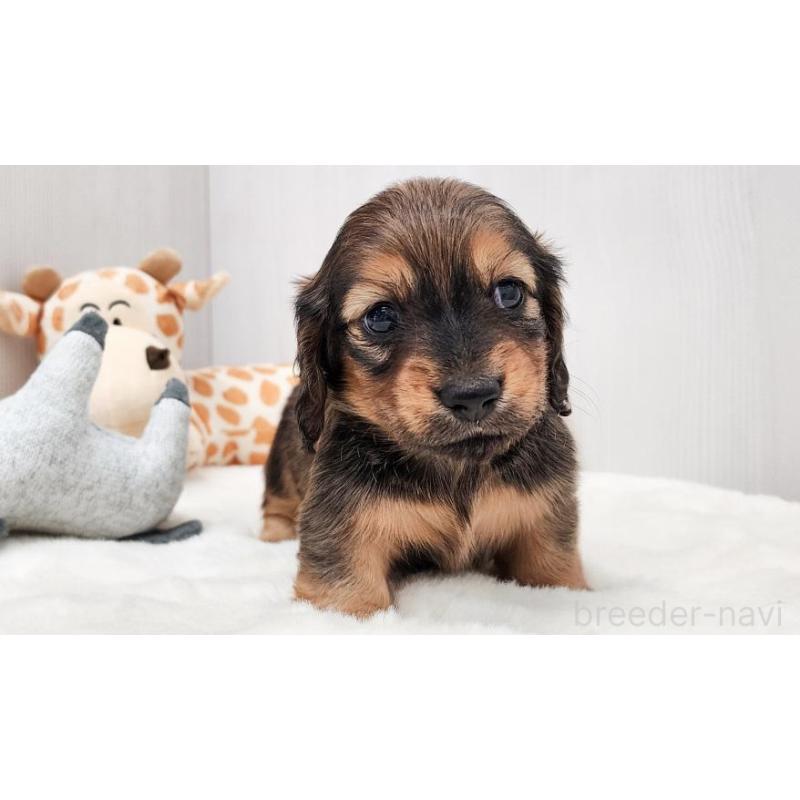 販売中の大阪府のミニチュアダックスフンド(ロングヘアード)-423918の2枚目