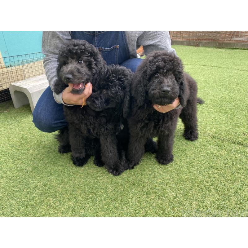 販売中の茨城県のスタンダードプードル-423919の4枚目