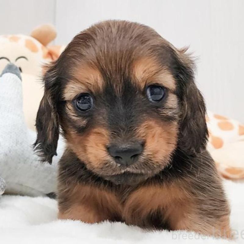 販売中の大阪府のミニチュアダックスフンド(ロングヘアード)-423918