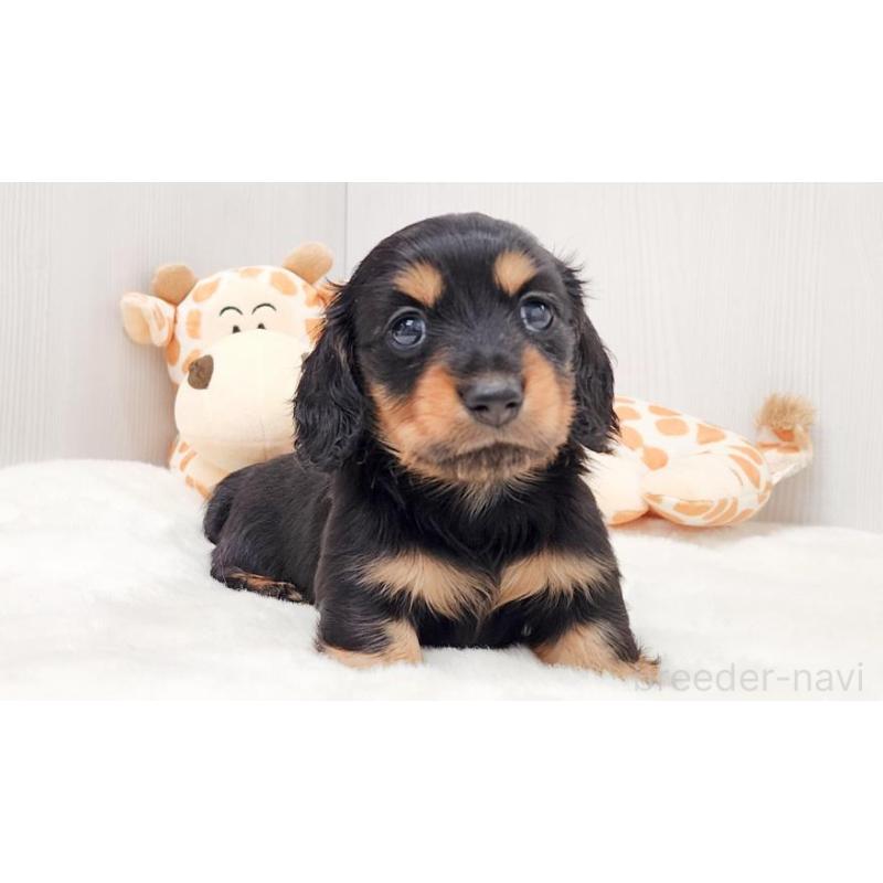 販売中の大阪府のミニチュアダックスフンド(ロングヘアード)-423920の5枚目