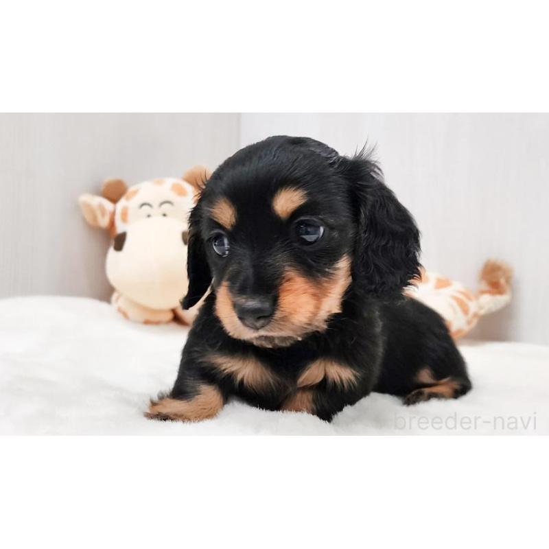 販売中の大阪府のミニチュアダックスフンド(ロングヘアード)-423920の3枚目