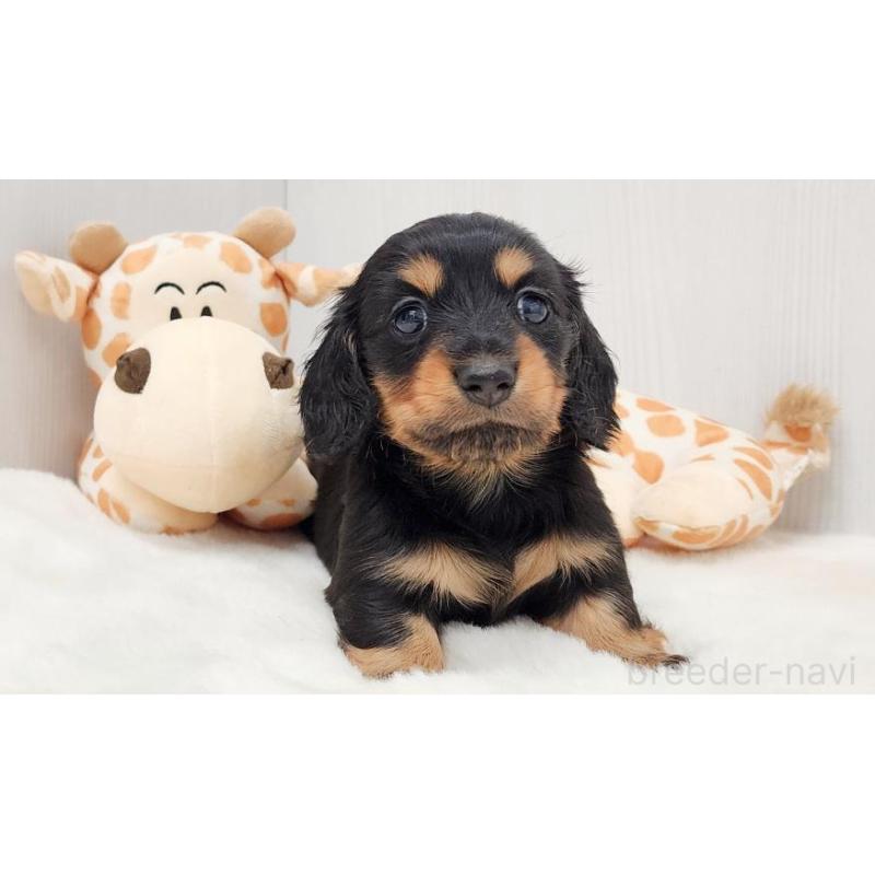 販売中の大阪府のミニチュアダックスフンド(ロングヘアード)-423920の2枚目