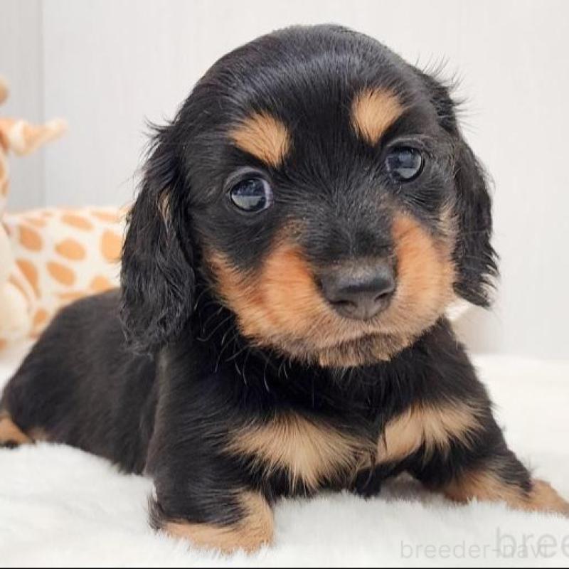 販売中の大阪府のミニチュアダックスフンド(ロングヘアード)-423920
