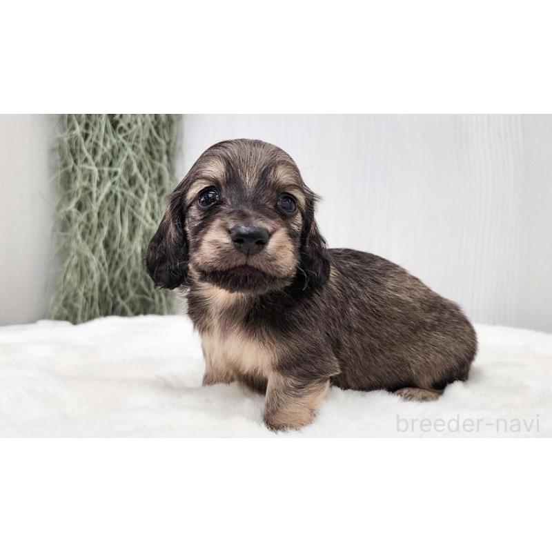 販売中の大阪府のミニチュアダックスフンド(ロングヘアード)-423921の5枚目