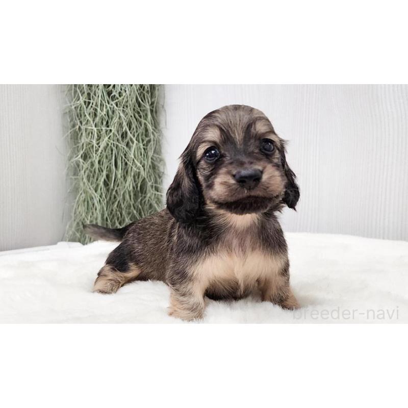 販売中の大阪府のミニチュアダックスフンド(ロングヘアード)-423921の3枚目