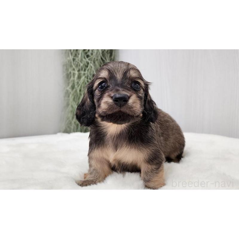 販売中の大阪府のミニチュアダックスフンド(ロングヘアード)-423921の2枚目