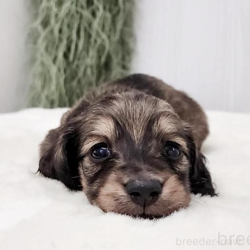 販売中の大阪府のミニチュアダックスフンド(ロングヘアード)-423921