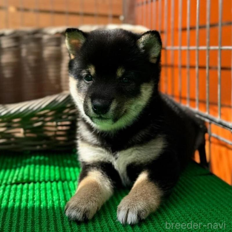 販売中の熊本県の豆柴-423923