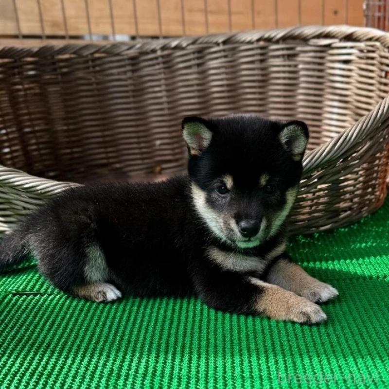 販売中の熊本県の豆柴-423923の3枚目