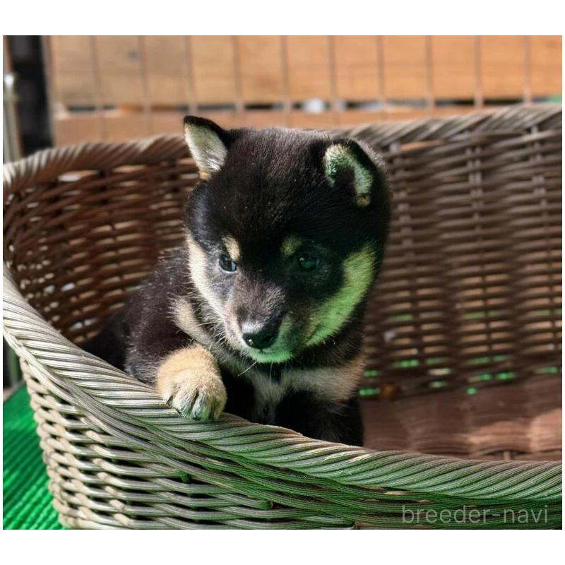 販売中の熊本県の豆柴-423923の4枚目