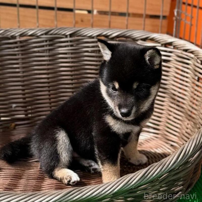 販売中の熊本県の豆柴-423923の2枚目