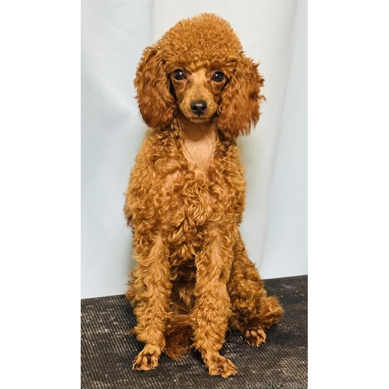 販売中の神奈川県のトイプードル-390474