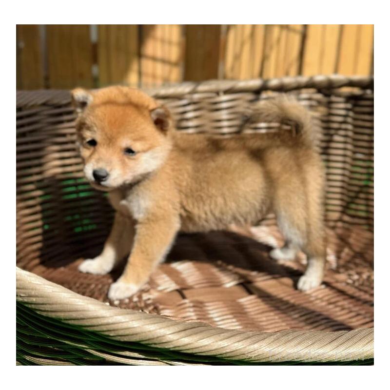 販売中の熊本県の豆柴-423924の2枚目