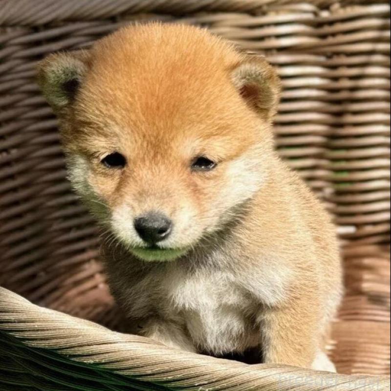 販売中の熊本県の豆柴-423924の1枚目