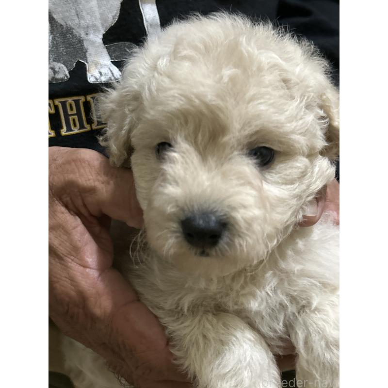 販売中の熊本県のミックス犬-423927の2枚目