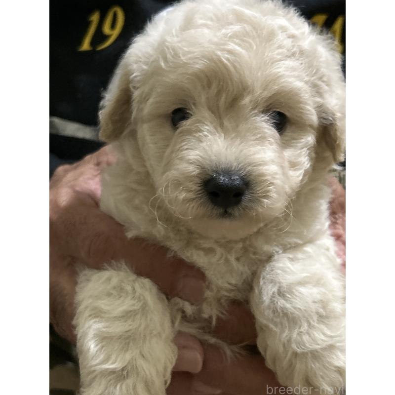 販売中の熊本県のミックス犬-423927