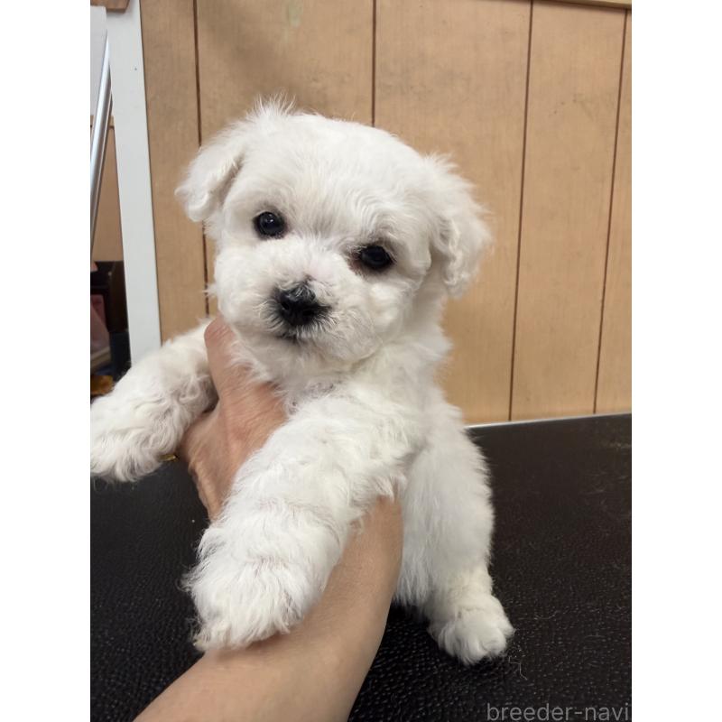 成約済の栃木県のビションフリーゼ-423100の10枚目