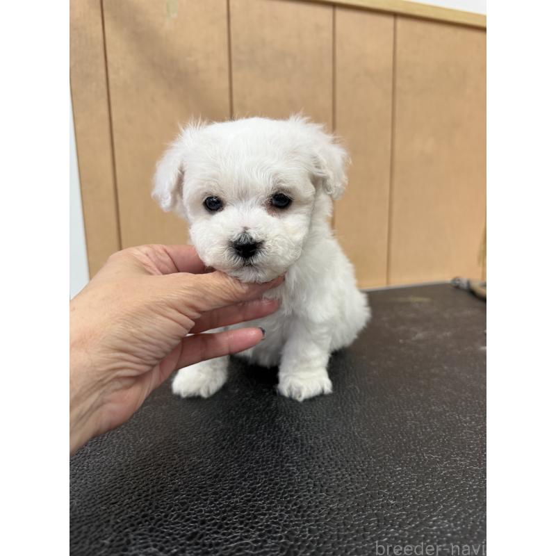 成約済の栃木県のビションフリーゼ-423100の9枚目