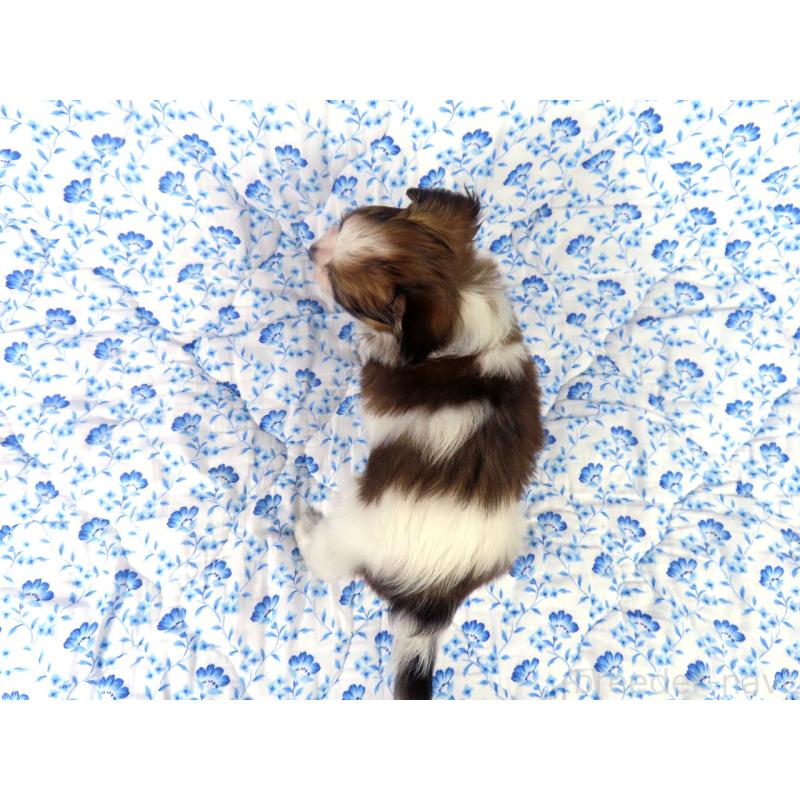 成約済の千葉県のパピヨン-421333の16枚目