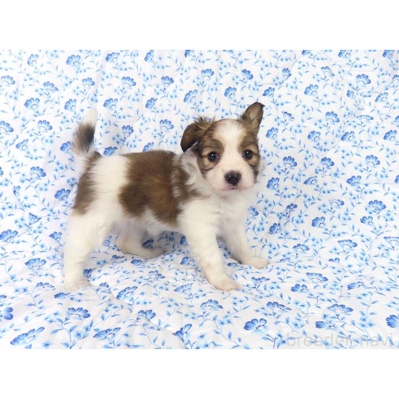 成約済の千葉県のパピヨン-421333の15枚目