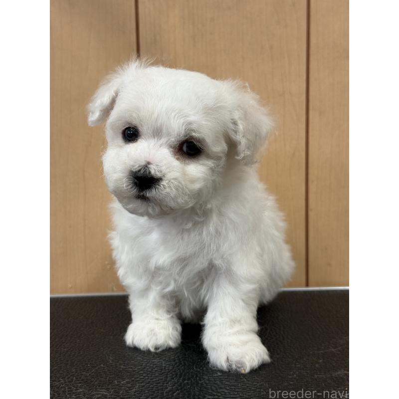 成約済の栃木県のビションフリーゼ-423100の8枚目