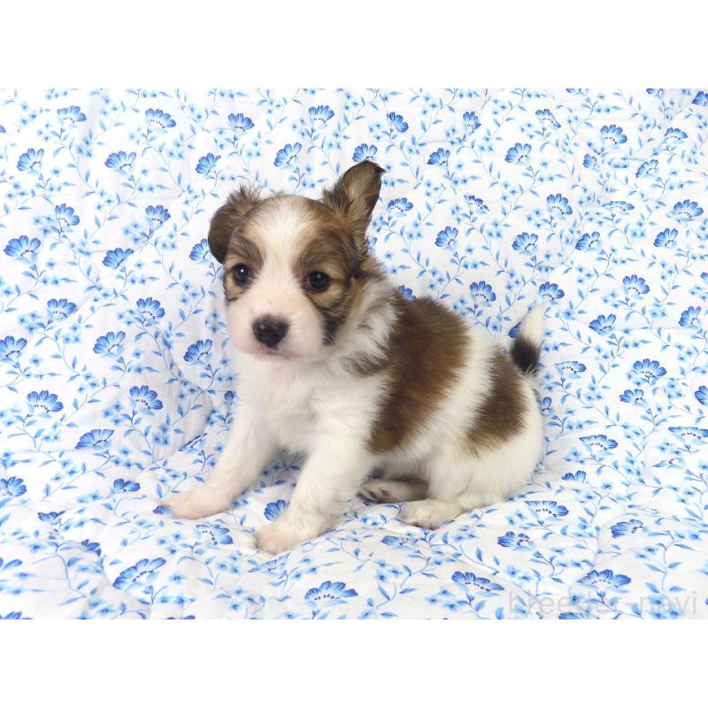 成約済の千葉県のパピヨン-421333の14枚目