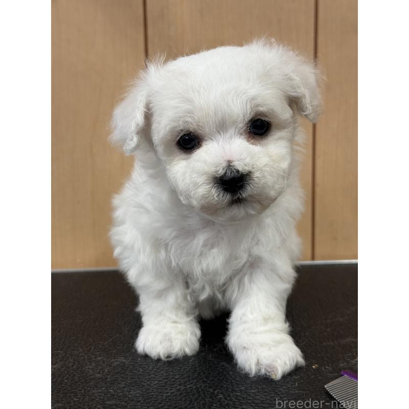 成約済の栃木県のビションフリーゼ-423100の7枚目