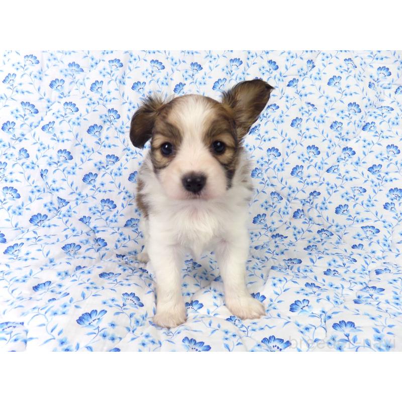 成約済の千葉県のパピヨン-421333の13枚目