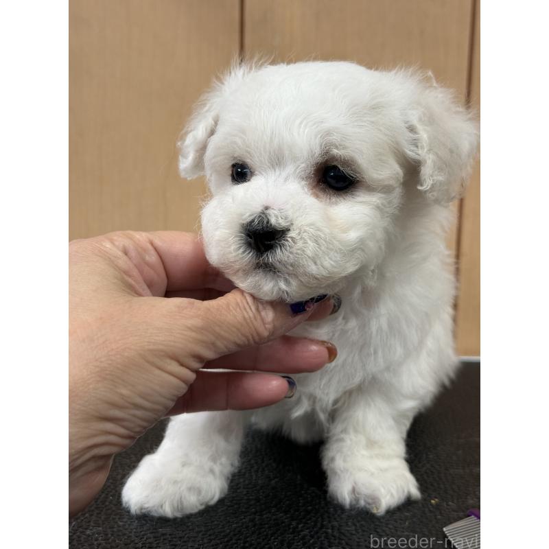 成約済の栃木県のビションフリーゼ-423100の6枚目