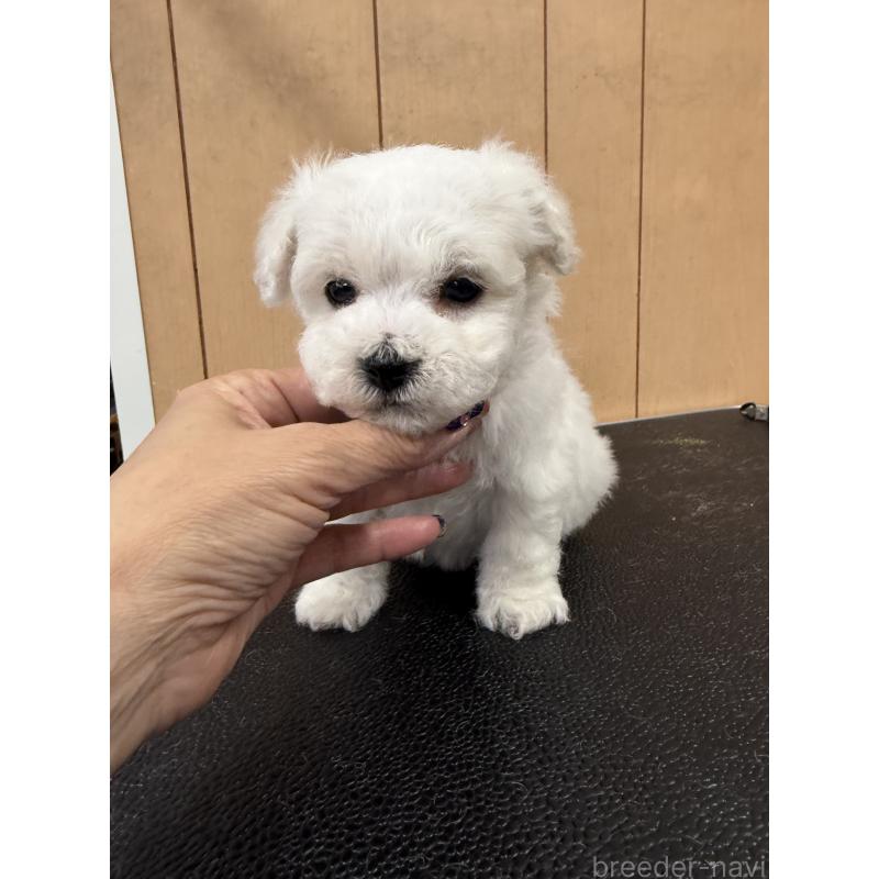 成約済の栃木県のビションフリーゼ-423100の5枚目