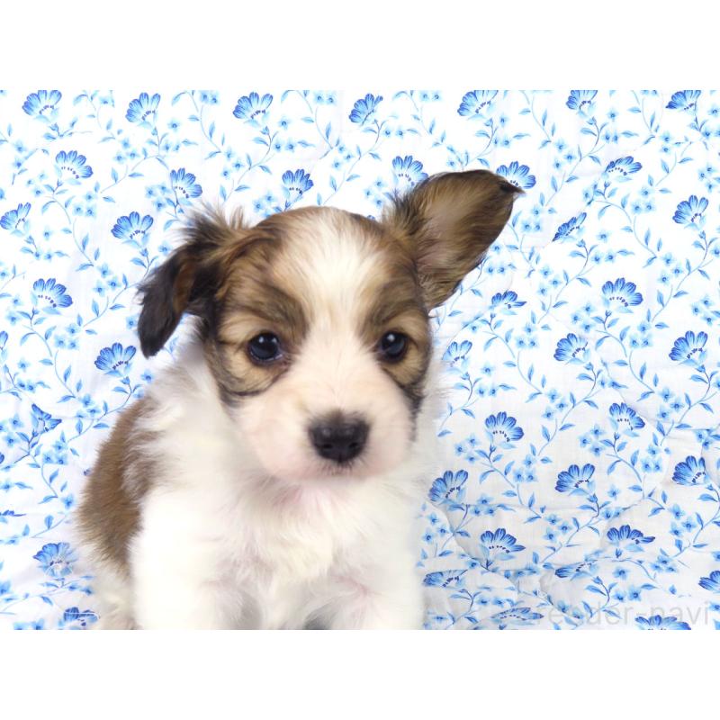 成約済の千葉県のパピヨン-421333の12枚目