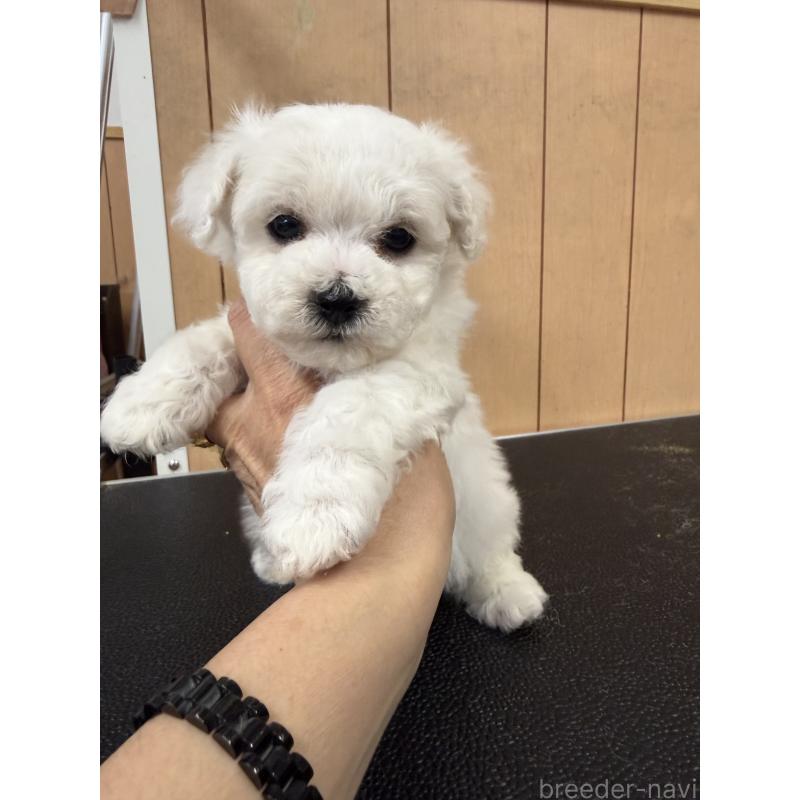 成約済の栃木県のビションフリーゼ-423100の4枚目