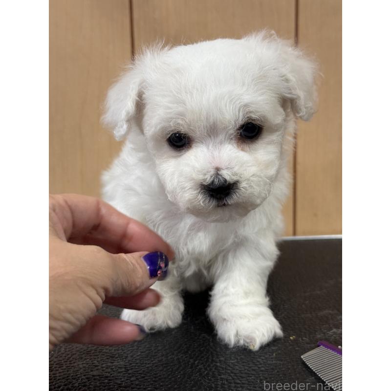 成約済の栃木県のビションフリーゼ-423100の3枚目