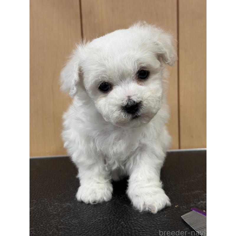 成約済の栃木県のビションフリーゼ-423100の2枚目