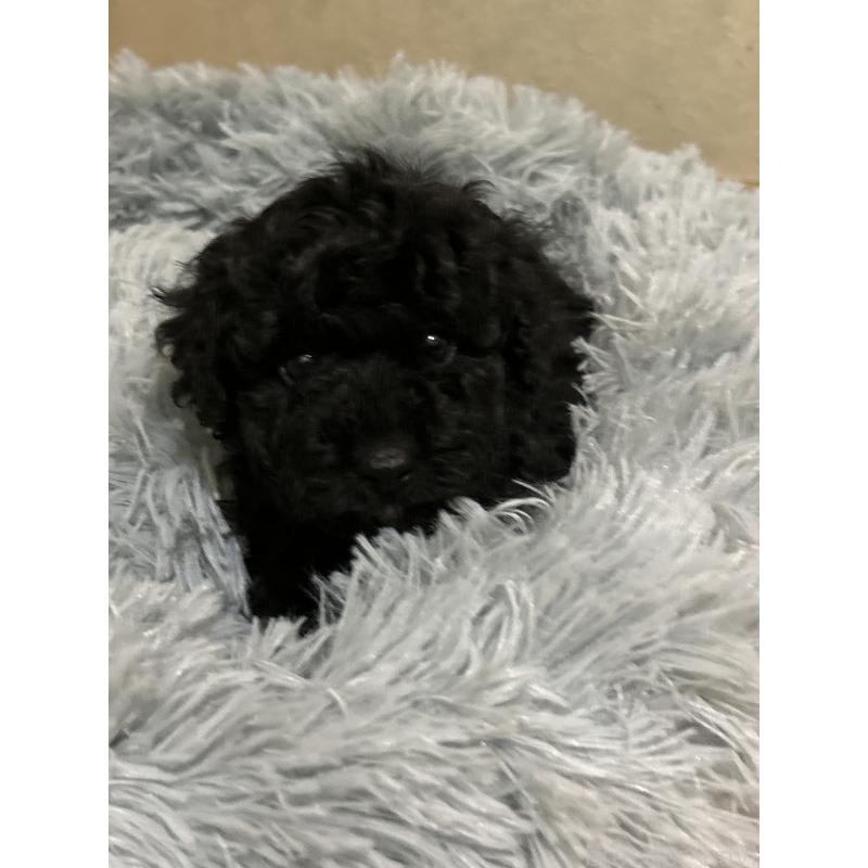 販売中の熊本県のミックス犬-423928の1枚目