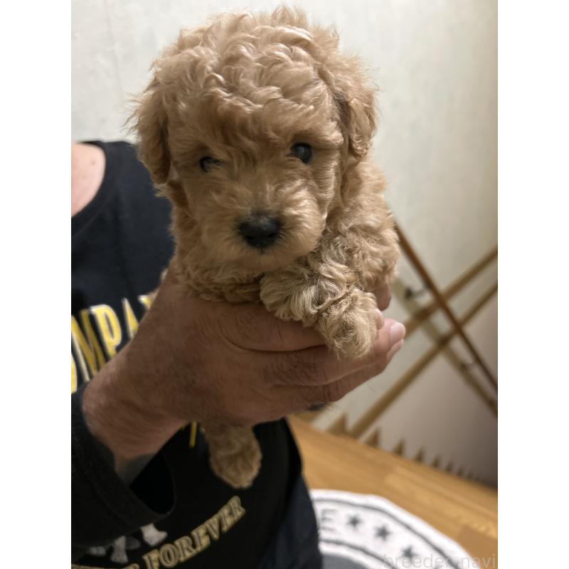 販売中の熊本県のミックス犬-423930