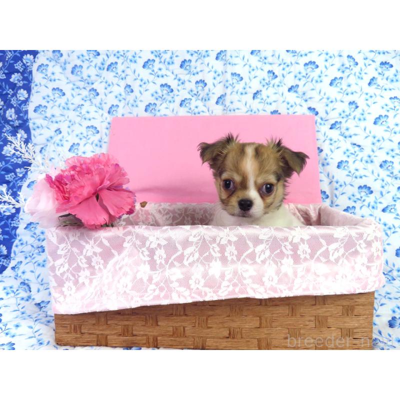 販売中の千葉県のチワワ(ロングコート)-418420の10枚目