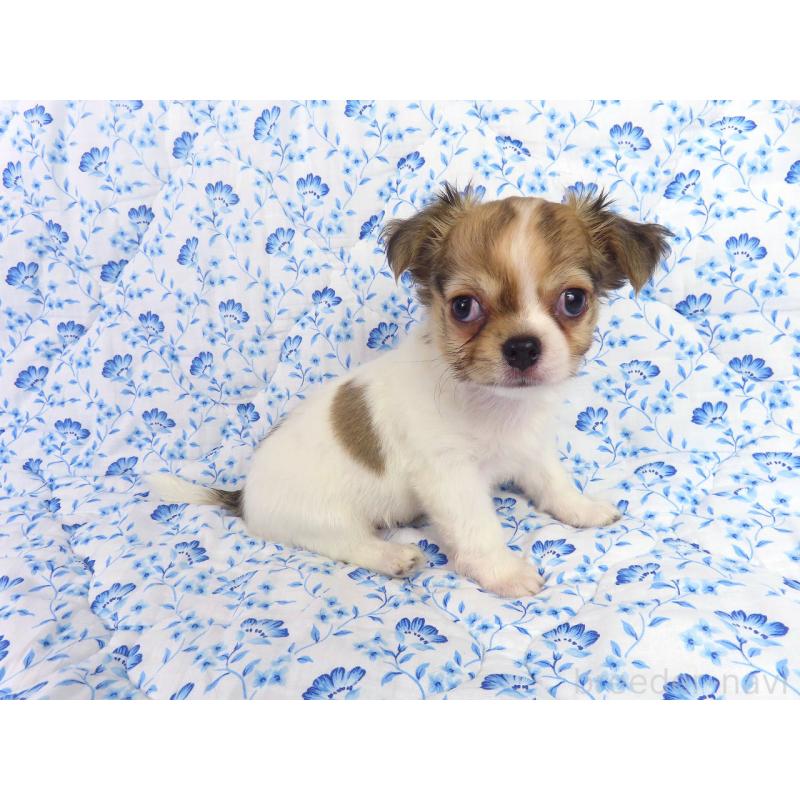 販売中の千葉県のチワワ(ロングコート)-418420の8枚目