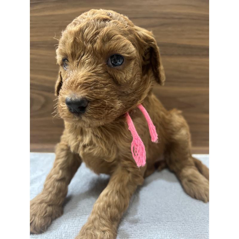 販売中の兵庫県のスタンダードプードル-423931の5枚目