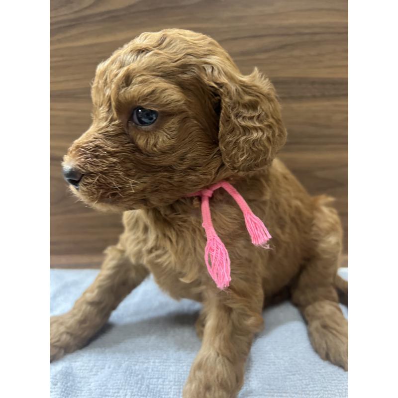 販売中の兵庫県のスタンダードプードル-423931の4枚目