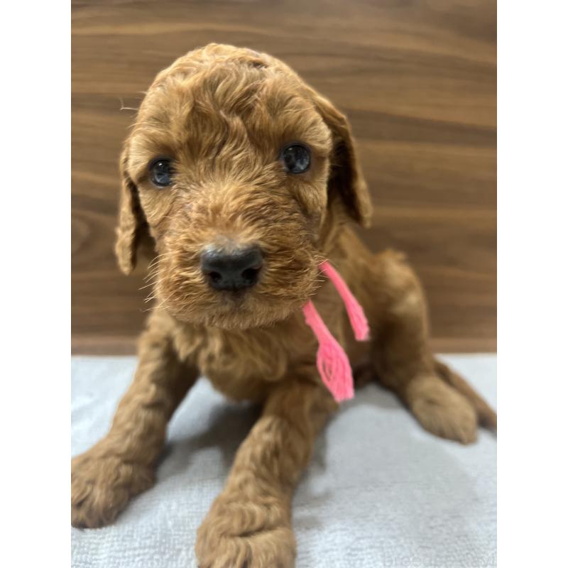 販売中の兵庫県のスタンダードプードル-423931の3枚目