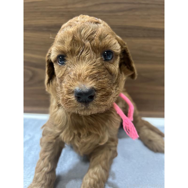 販売中の兵庫県のスタンダードプードル-423931の2枚目