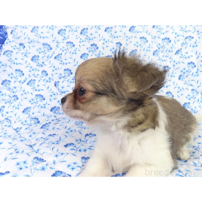 成約済の千葉県のチワワ(ロングコート)-418479の11枚目