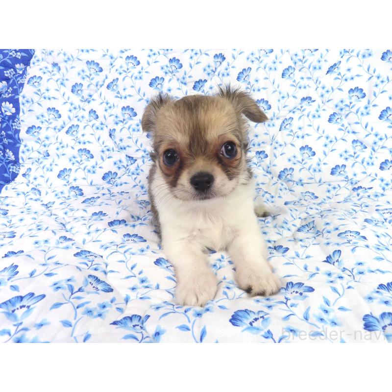 成約済の千葉県のチワワ(ロングコート)-418479の10枚目