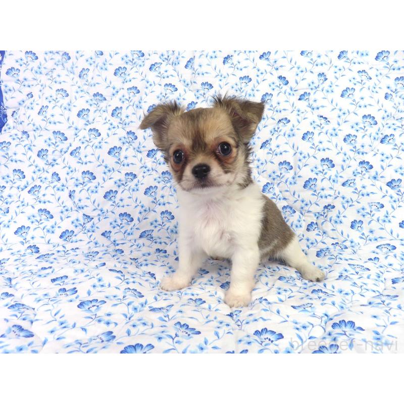 成約済の千葉県のチワワ(ロングコート)-418479の9枚目